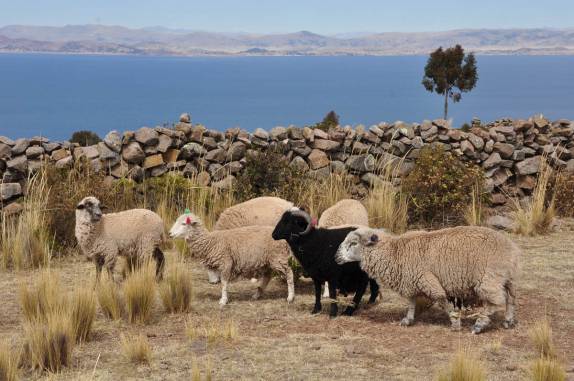As ovelhas também visitam o santuário no alto da ilha Taquile, no lago Titicaca, no Peru